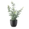 Eukalyptus getopft