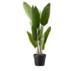 Strelitzia getopft