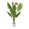 Strelitzia getopft