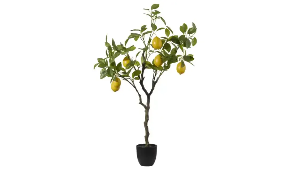 Zitronenbaum getopft