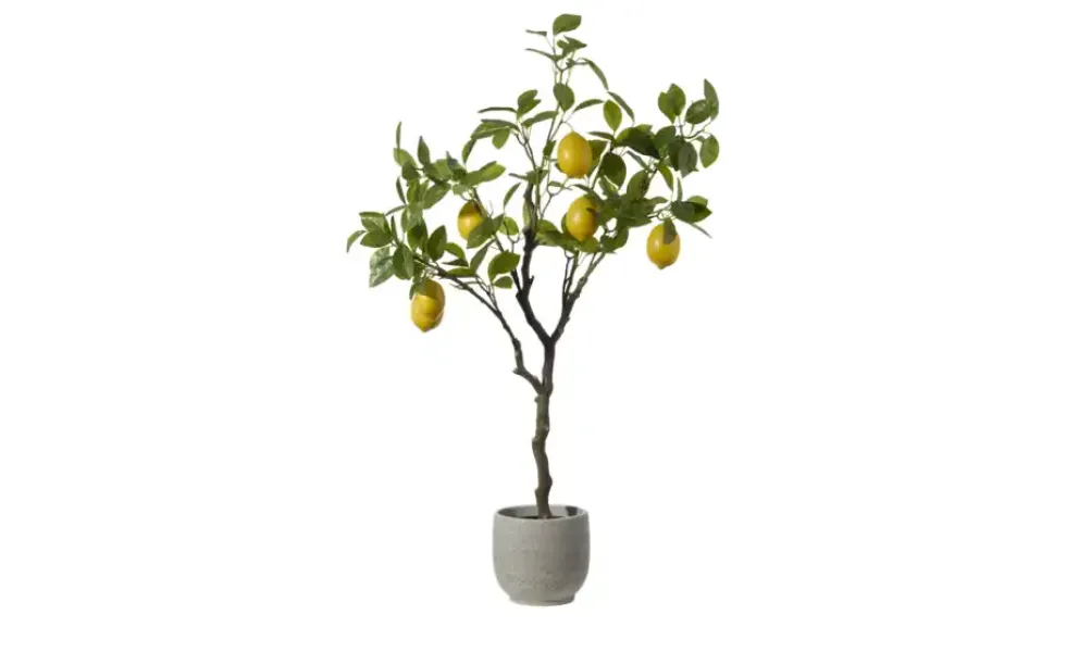 Zitronenbaum getopft
